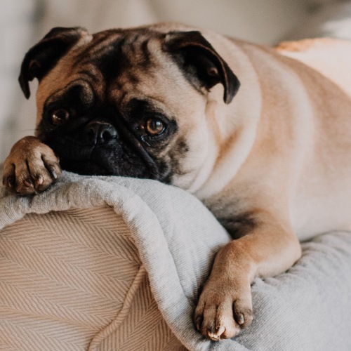Pet-friendly community a dog laying on a couch